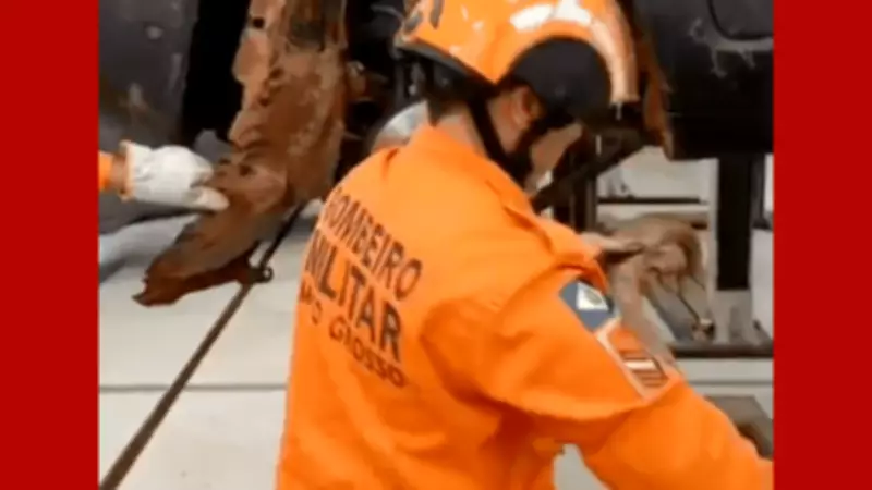 Jiboia de 2 metros é resgatada de dentro de carro em oficina em MT