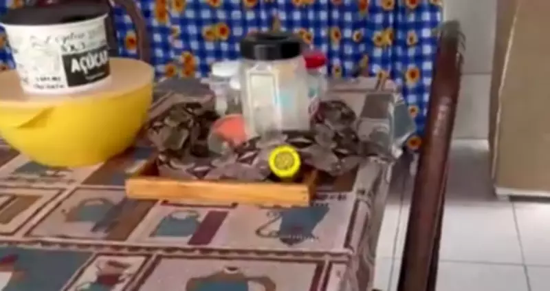 Jiboia é resgatada após ser encontrada enrolada em bandeja sobre mesa de cozinha em Mossoró