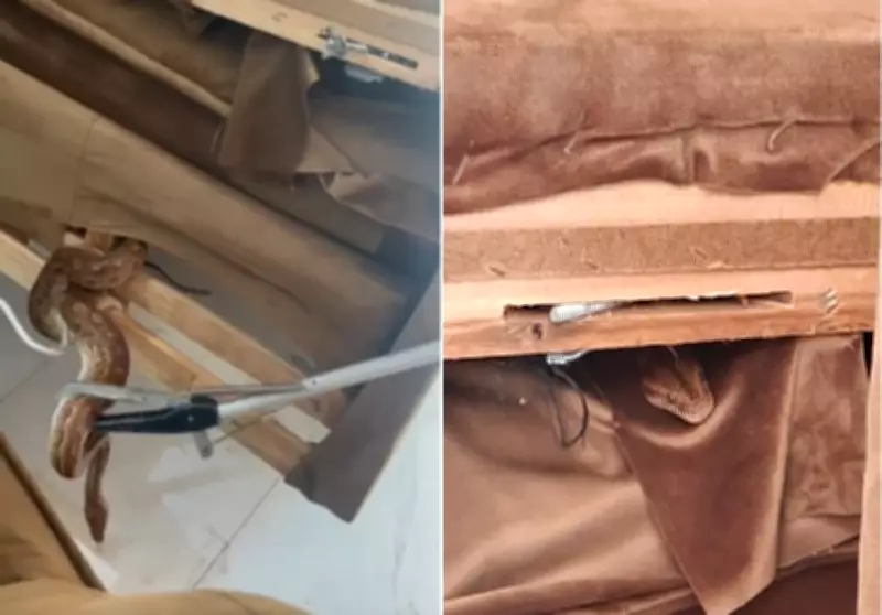 Jiboia é resgatada dentro de sofá em residência de Arraial do Cabo, na Região dos Lagos