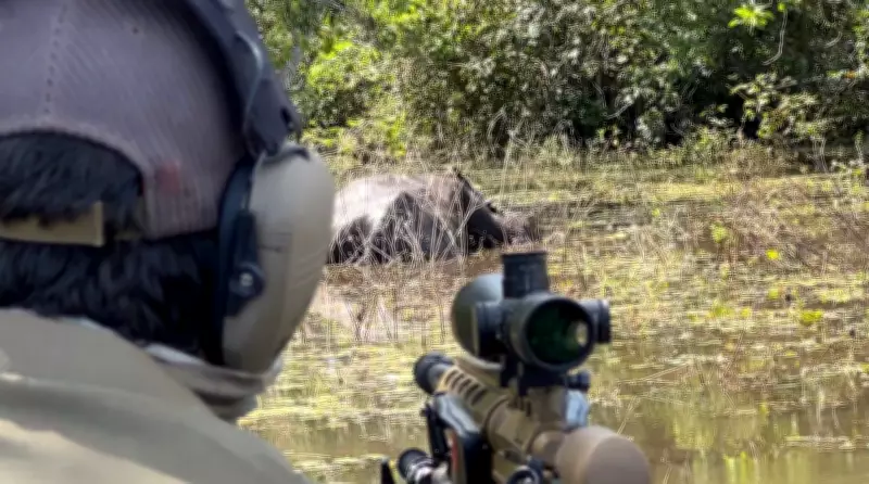 Justiça autoriza retomada do abate experimental de búfalos invasores em Rondônia