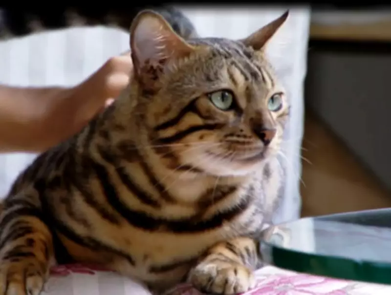 Justiça obriga tutora a impedir gato de invadir casa vizinha em Rondonópolis