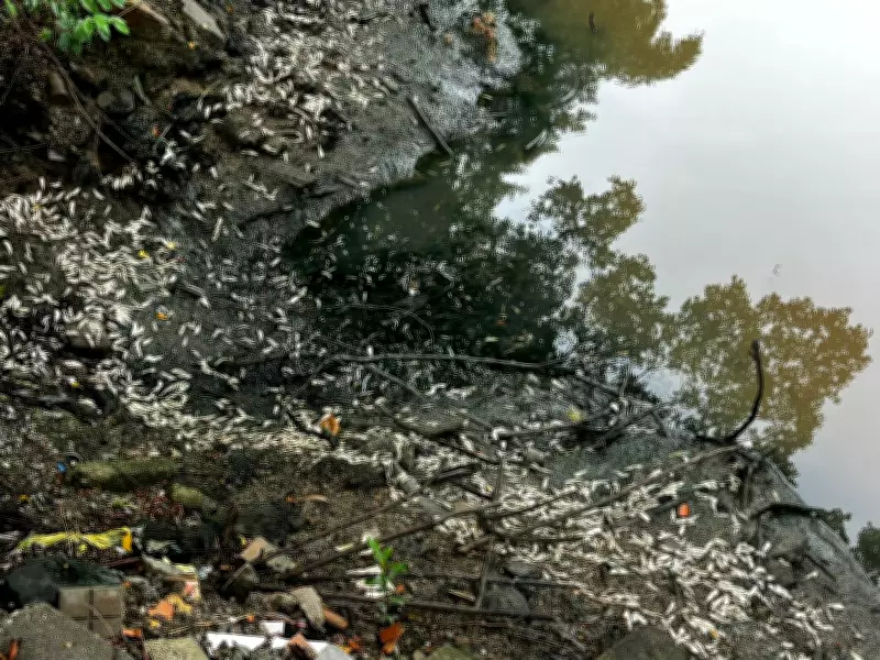 Laudo da PMA revela combinação fatal por trás de mortandade de peixes no Rio Imaruim, em SC