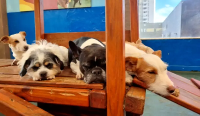 Lei federal regulamenta guarda compartilhada de animais de estimação após separação