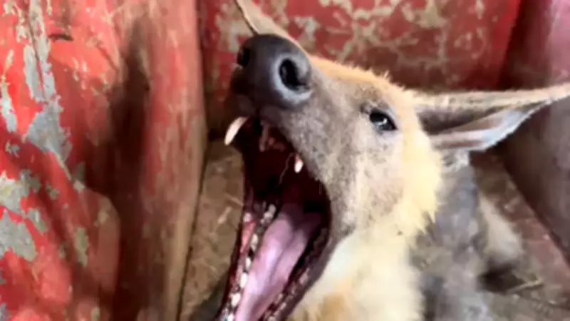 Lobo-guará boceja e rosna durante atendimento veterinário em Uberlândia