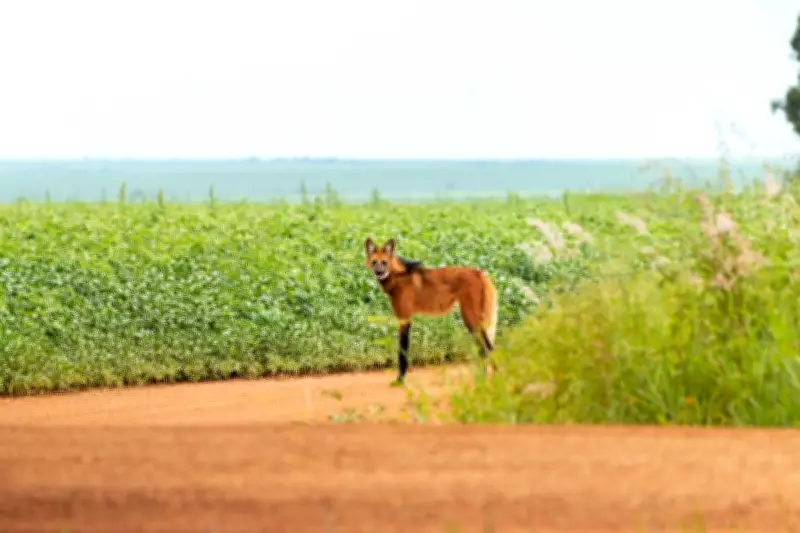 Lobo-guará 'posa' para fotógrafo em parque nacional de MS e encanta com encontro inesperado