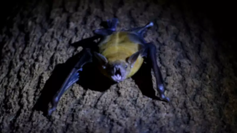 Lua Cheia Altera Comportamento Animal: Ciência Explica Fenômenos Surpreendentes