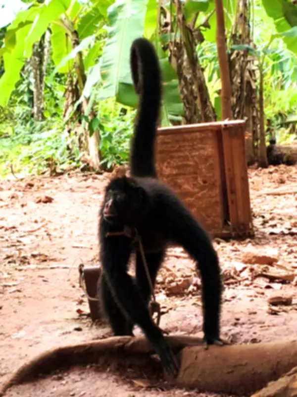 Macaco-aranha resgatado em Rondônia após ser mantido amarrado e sem comida