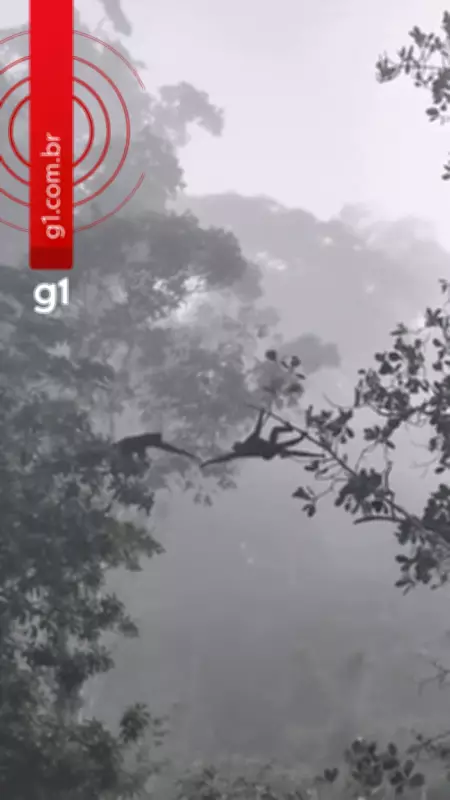 Macaco-aranha usa cauda como ponte para ajudar filhotes em travessia impressionante em Mato Grosso