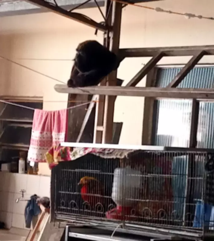 Macaco-bugio invade casa e assusta moradores em Juiz de Fora