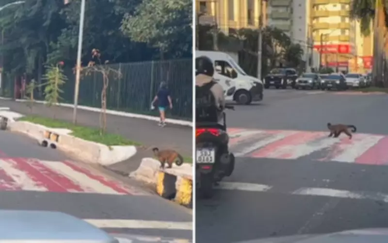 Macaco-prego espera carros pararem para atravessar faixa de pedestres em Goiânia