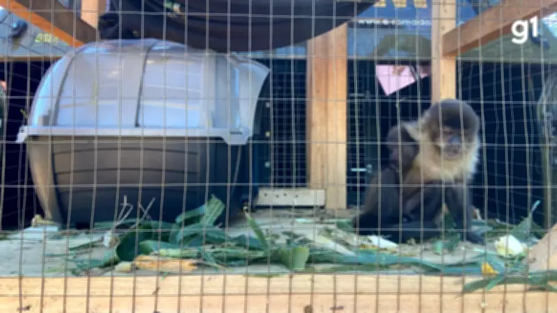 Macaco-prego resgatado de cativeiro ilegal em propriedade rural no Norte do RS