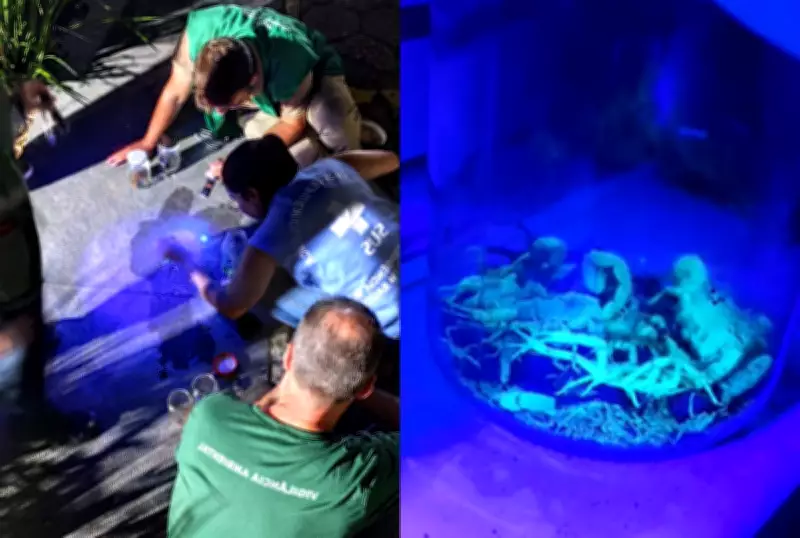 Mais de 100 escorpiões-amarelos capturados em condomínio na Grande Florianópolis