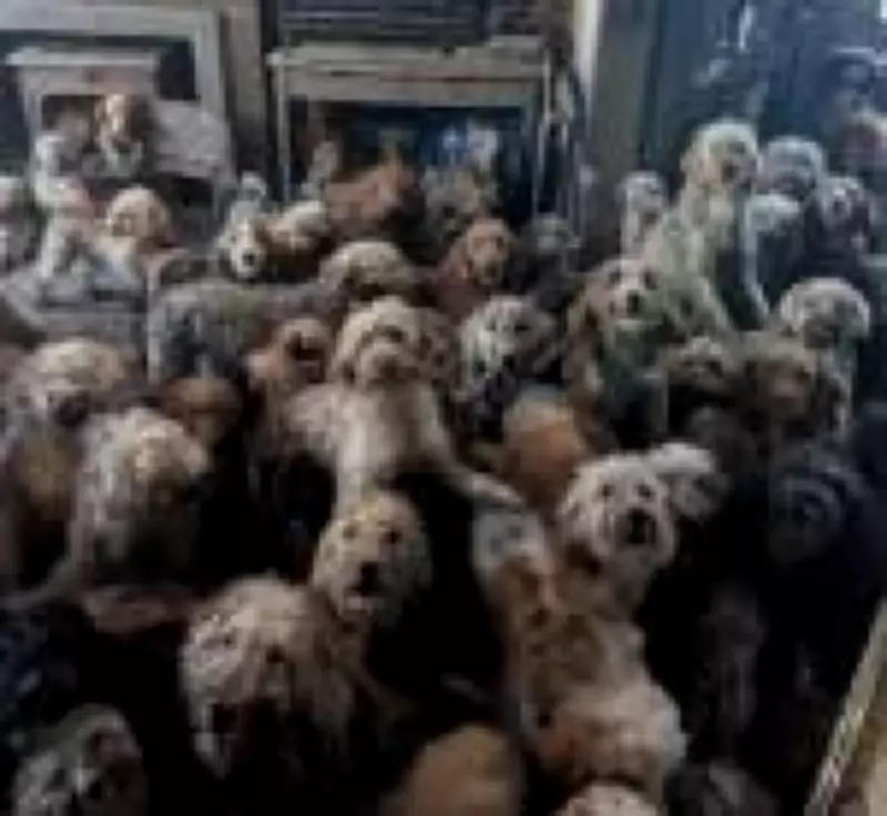 Mais de 250 cães são resgatados em caso de superlotação no Reino Unido; imagem viraliza