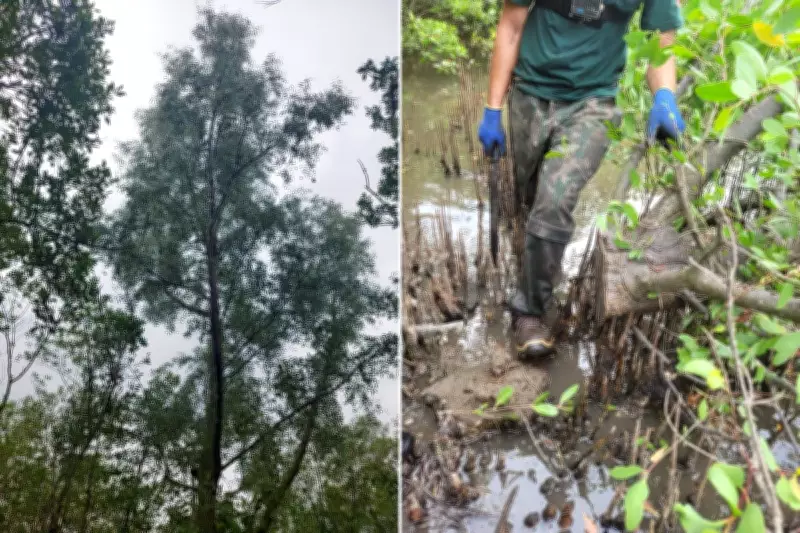 Mangue-maçã asiático ameaça biodiversidade em Cubatão e mobiliza órgãos ambientais