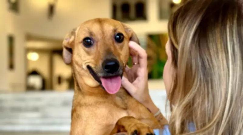 Marília autoriza enterro de pets em jazigos familiares, reconhecendo vínculo afetivo