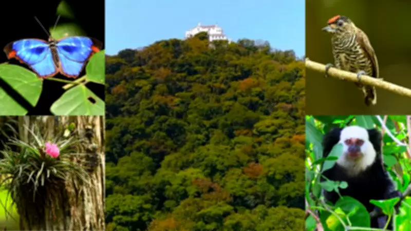 Mata do Convento da Penha em Vila Velha revela santuário ecológico em meio à fé