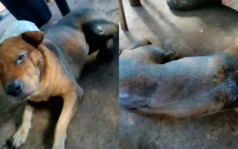 Mecânico é preso após atear fogo em cachorro que brincava com criança em Aparecida de Goiânia