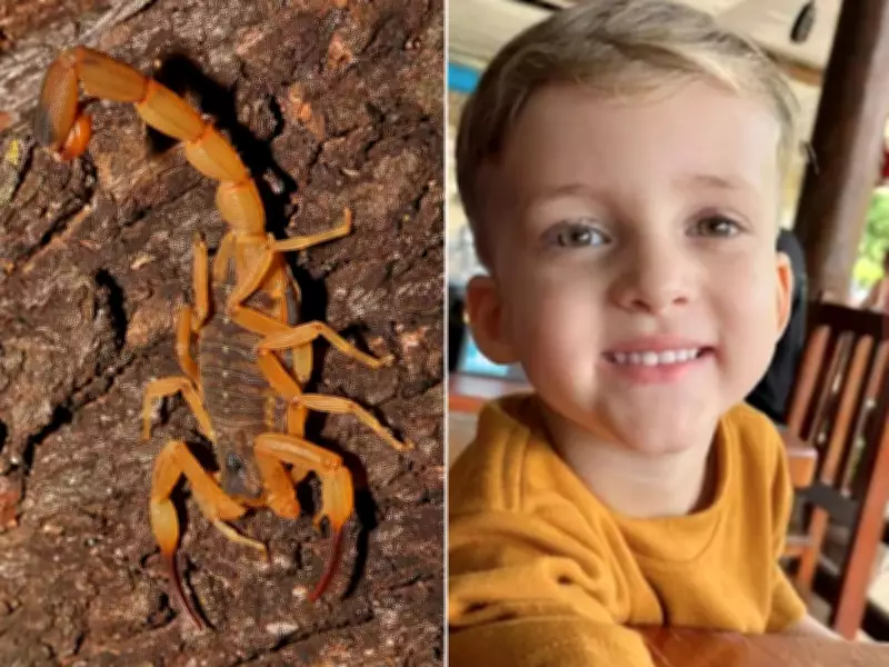 Menino de 3 anos morre após picada de escorpião em Conchal, SP: tragédia alerta para riscos