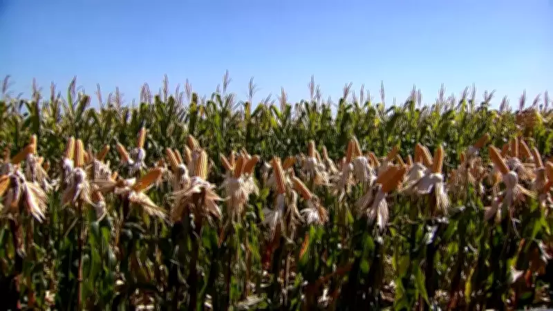 Mercado de milho mantém estabilidade apesar de valorização do real e avanço da colheita