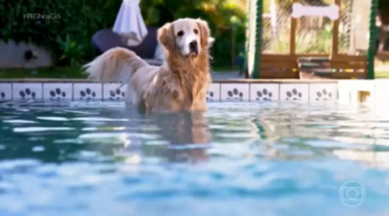 Mercado pet brasileiro cresce com foco em bem-estar e atrai empreendedores