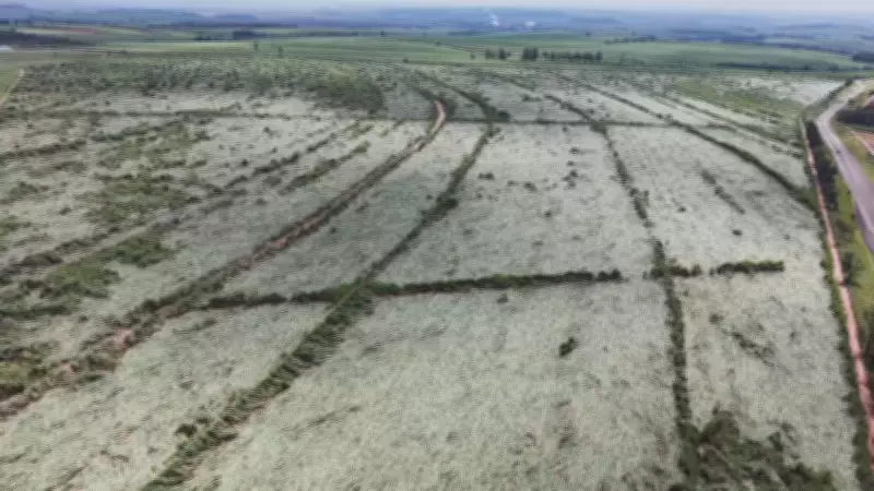 Microexplosão devasta canavial de 3 km na SP-255 entre Jaú e Bocaina, diz Defesa Civil