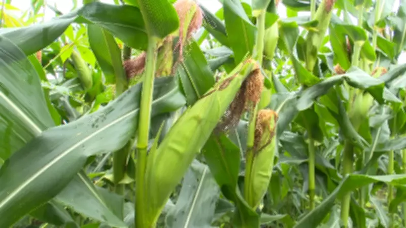 Milho impulsiona agricultura familiar e gera renda em Mucajaí, Roraima