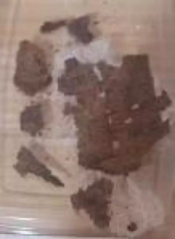 Missão arqueológica encontra papiro da Ilíada de Homero dentro de múmia egípcia