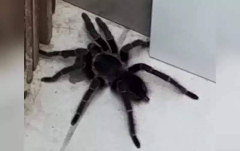 Moradora de Sorocaba encontra aranha caranguejeira em casa e denuncia terreno abandonado