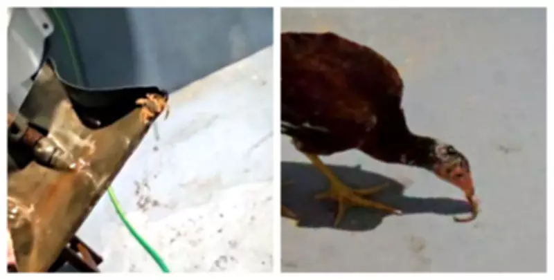 Morte de criança por picada de escorpião em Conchal gera alerta e investigação policial