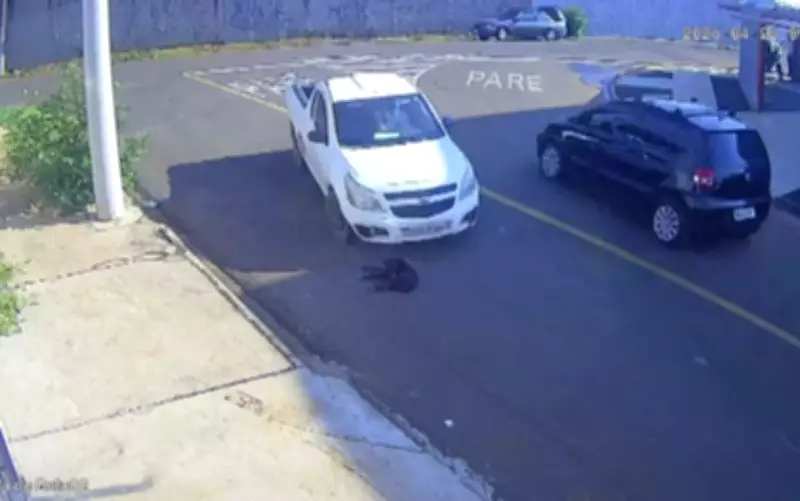 Motorista atropela cão, foge sem socorro e animal morre em Franca, SP