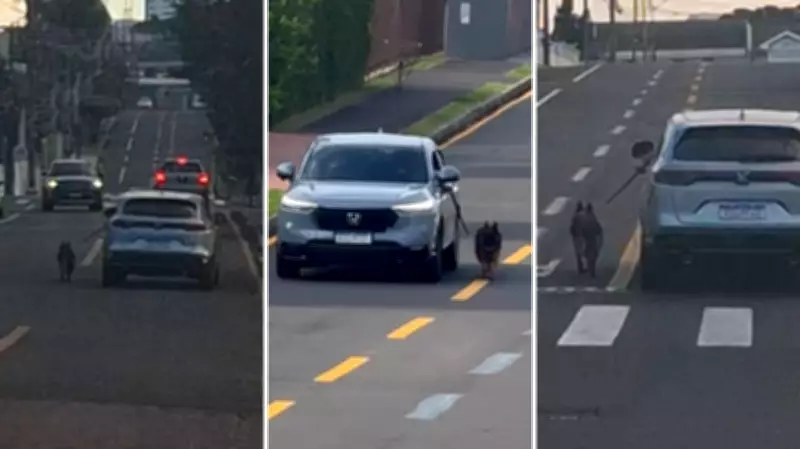 Motorista flagrado dirigindo com cachorro preso do lado de fora do carro em Ponta Grossa