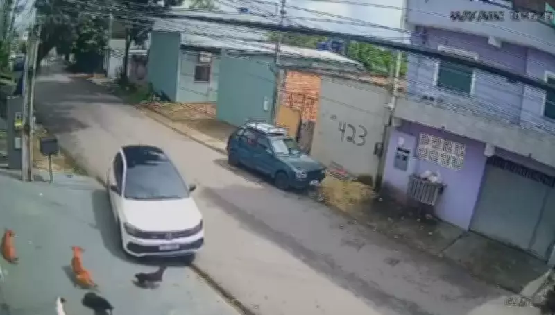 Motorista invade calçada para atropelar cachorros em Manaus; caso é investigado