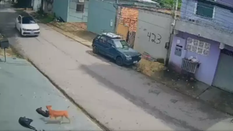 Motorista preso por atropelar 6 cachorros em Manaus; 1 morre