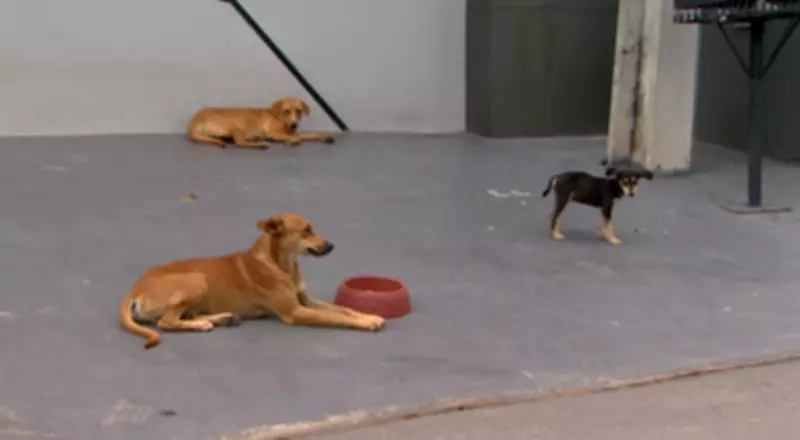 Motorista preso por atropelar seis cães em Manaus; um morreu