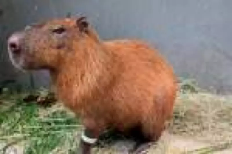 MP-RJ denuncia seis homens por agressão brutal a capivara na Ilha do Governador