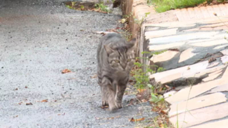 MPRN recomenda suspensão de captura de gatos com tutores em condomínio de Mossoró após denúncias