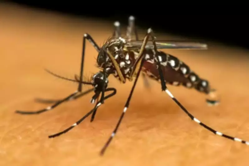 MS recebe 46 mil doses de vacina contra chikungunya após confirmação de mortes