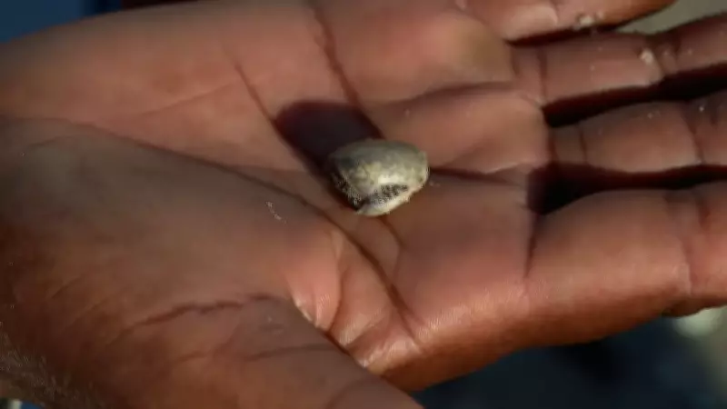 Mudanças climáticas e poluição reduzem tamanho de mariscos no litoral pernambucano