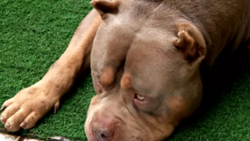 Mulher morre após ataque do próprio pitbull durante banho em casa no Maranhão