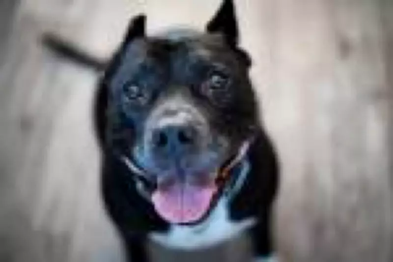 Mulher morre após ataque do próprio pitbull no Maranhão: especialista alerta sobre sinais de risco