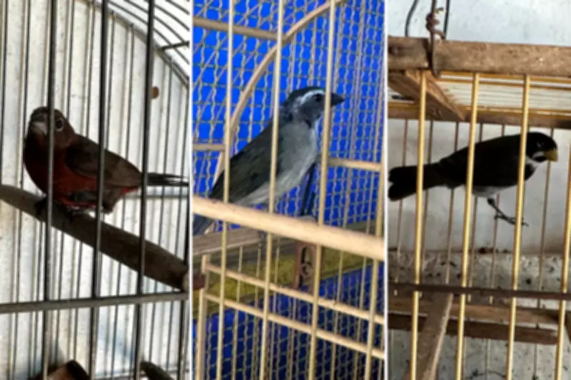 Mulher multada em R$ 3 mil por manter aves silvestres em cativeiro em Presidente Prudente