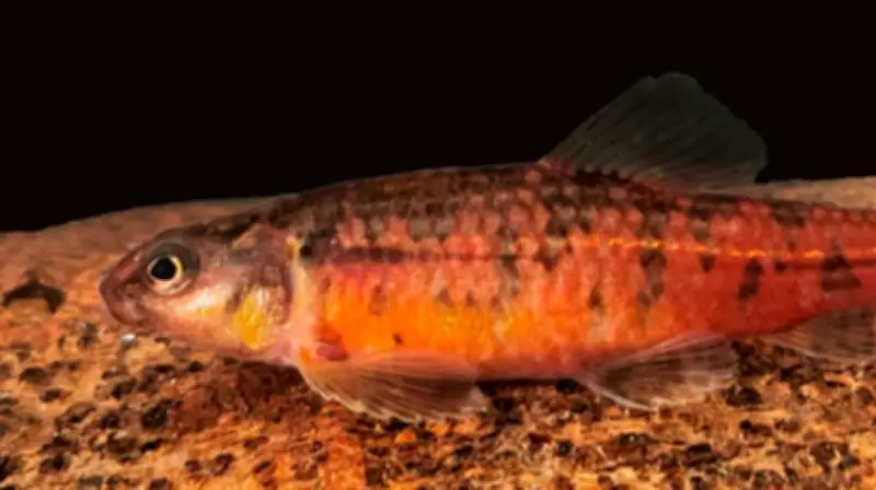Nova espécie de peixe 'mocinha' vermelha é descoberta em Minas Gerais