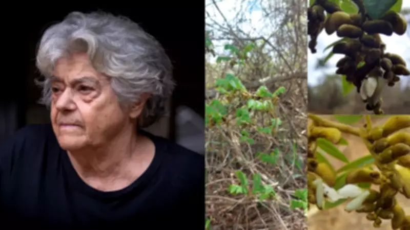 Nova espécie de planta da Caatinga homenageia arqueóloga Niède Guidon