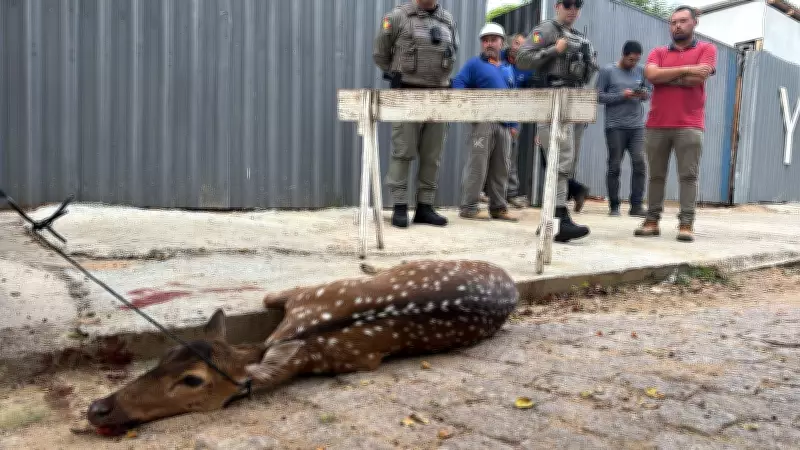 Novo vídeo revela momentos finais de cervo exótico antes de eutanásia após ataque de cães em Porto Alegre