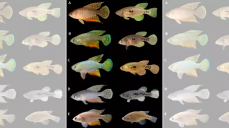 Novos peixes anuais com cores 'trocadas' são descobertos no RN e acendem alerta ambiental