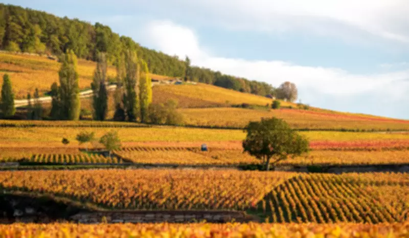 O que são crus no mundo dos vinhos? Descubra os rótulos especiais da Borgonha, Bordeaux e mais