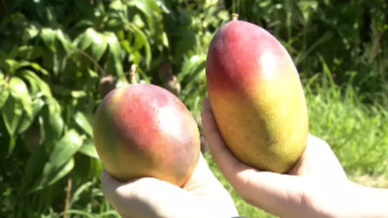 Oferta restrita e alta demanda elevam cotação da manga palmer em abril