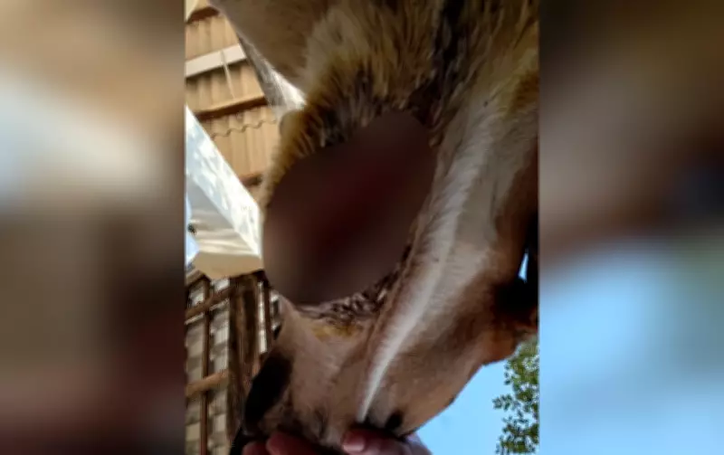 Oito cães resgatados em situação de maus-tratos na zona rural de Avaré