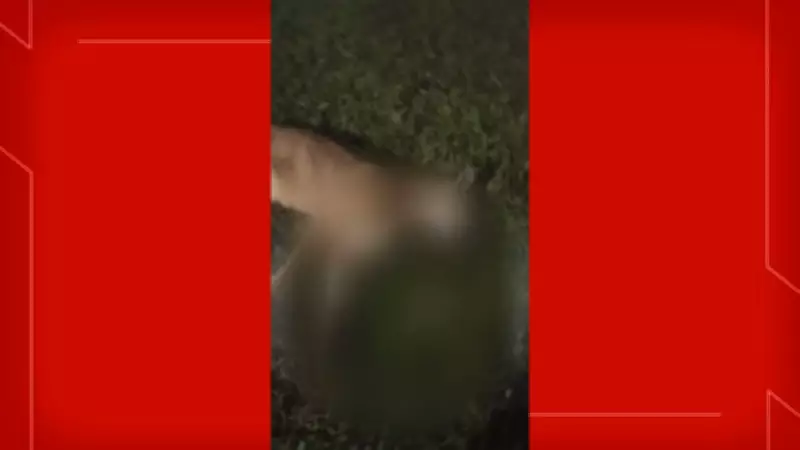 Onça é atropelada e morre na L4 do DF após avistamentos no Lago Norte