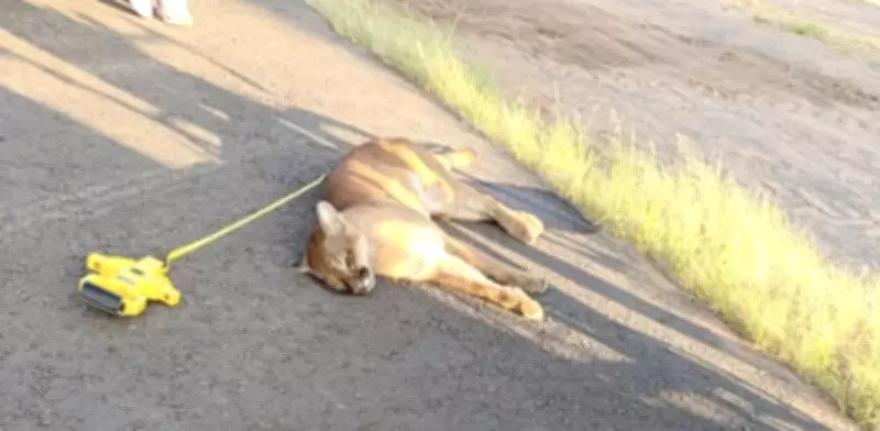 Onça-parda é atropelada em rodovia de Avaré, no interior de São Paulo